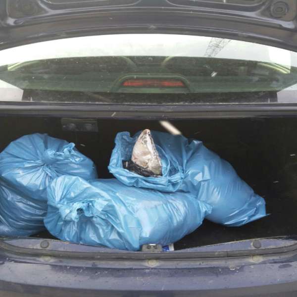 Dosar penal pentru un transport de peşte fără documente legale