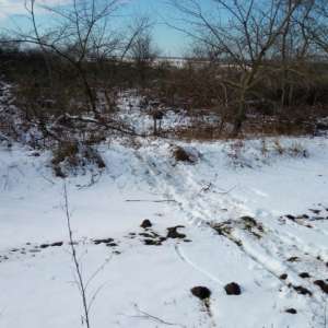 Aproximativ 400 kg material lemnos, confiscat de poliţiştii de frontieră de la S.P.F. Băneasa