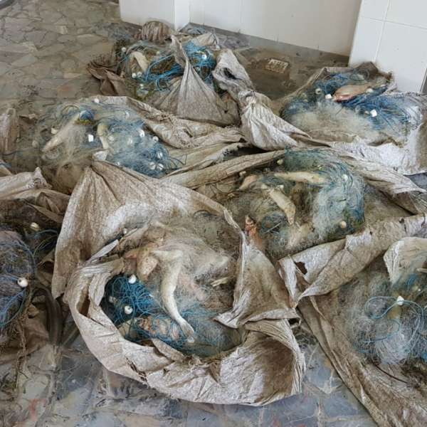 Peste 250 kg peşte fără documente legale şi plase monofilament, confiscate de poliţiştii de frontieră tulceni