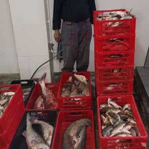 Peste 1.800 m plase de pescuit și 510 kg de peşte fără documente legale,  confiscate de poliţiştii de frontieră tulceni