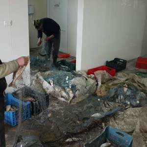 Peste 1.800 m plase de pescuit și 510 kg de peşte fără documente legale,  confiscate de poliţiştii de frontieră tulceni