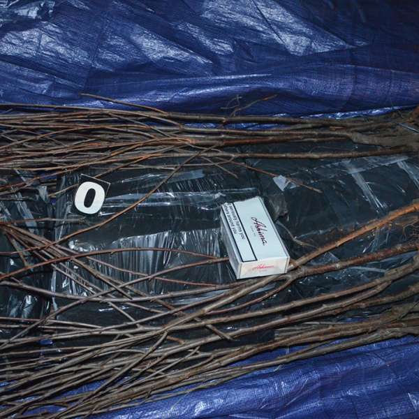Aproximativ 30.000 de pachete cu țigări de contrabandă ascunse sub pomi fructiferi, descoperite de poliţiştii de frontieră
