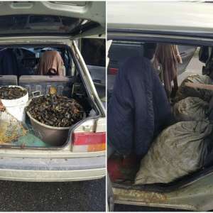 Peste 160 kg midii transportate fără documente legale, confiscate la Constanța