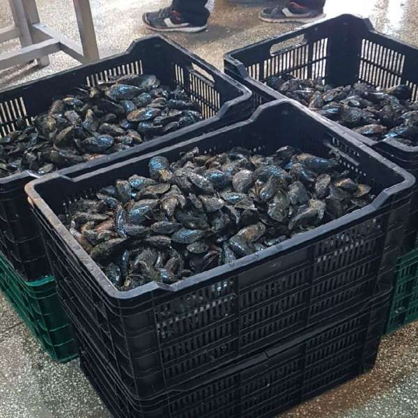 Peste 160 kg midii transportate fără documente legale, confiscate la Constanța