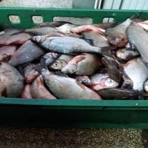 Dosar penal pentru un transport de peşte fără documente legale