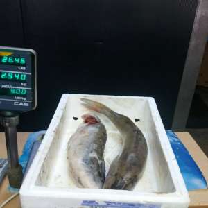 Dosar penal pentru un transport de peşte fără documente legale