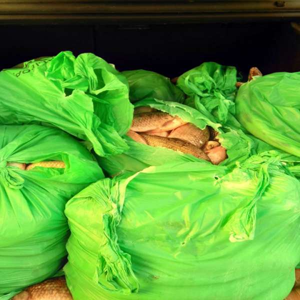 Aproximativ 240 kg de peşte, transportate fără documente legale