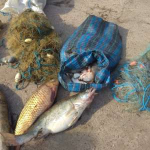 Brăileni cercetaţi pentru braconaj piscicol