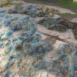 Brăileni cercetaţi pentru braconaj piscicol