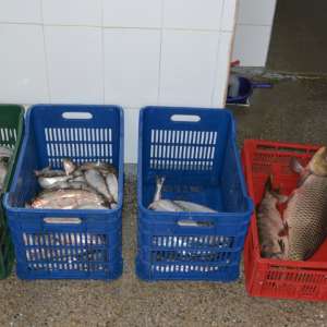 Peste 190 kg de peşte fără documente legale, confiscate de poliţiştii de frontieră