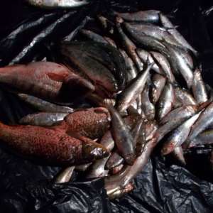 Peste 190 kg de peşte fără documente legale, confiscate de poliţiştii de frontieră