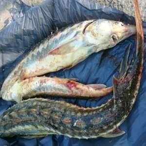 Peste 190 kg de peşte fără documente legale, confiscate de poliţiştii de frontieră