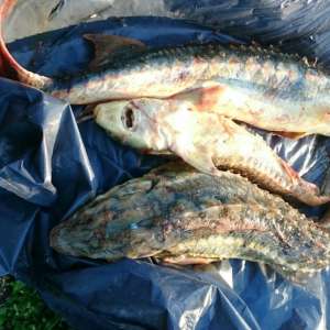 Peste 190 kg de peşte fără documente legale, confiscate de poliţiştii de frontieră