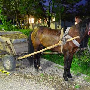 Contrabandă cu căruţa
