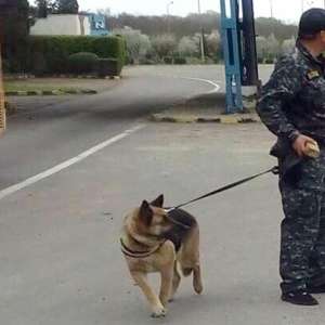 Peste 69.000 de țigarete de contrabandă descoperite cu ajutorul câinelui poliţist