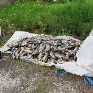 Peste 160 kg peşte fără documente legale, confiscate de polițiștii de frontieră