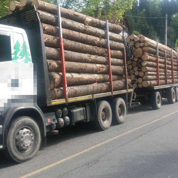 Aproximativ 23 de mc de brad transportaţi fără documente legale, confiscaţi de polițiștii de frontieră