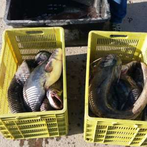  Peste 50 kg peşte fără documente legale, confiscate de polițiștii de frontieră tulceni