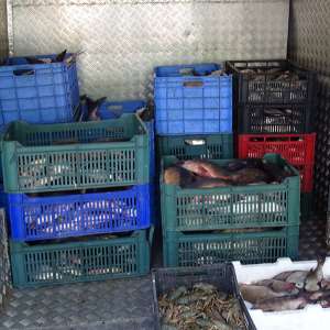 Transport de peste 450 kg de peşte, fără documente legale