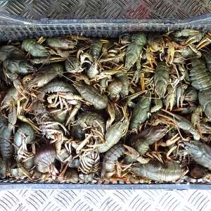 Transport de peste 450 kg de peşte, fără documente legale