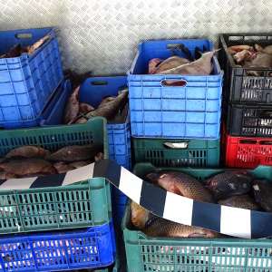 Transport de peste 450 kg de peşte, fără documente legale