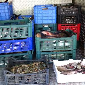 Transport de peste 450 kg de peşte, fără documente legale