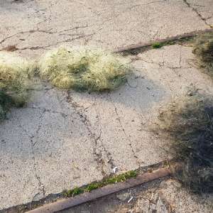 Bunuri de peste 48.000 de lei provenite din infracţiuni de braconaj,indisponibilizate de poliţiştii de frontieră brăileni