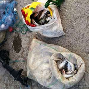 Bunuri de peste 48.000 de lei provenite din infracţiuni de braconaj,indisponibilizate de poliţiştii de frontieră brăileni