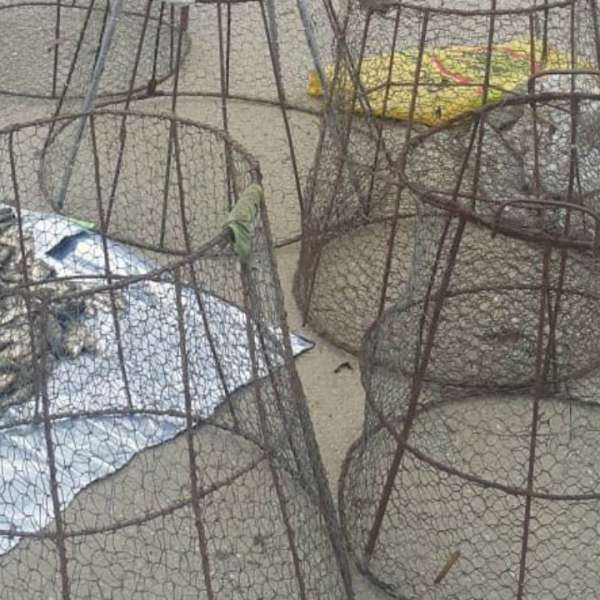 Peşte confiscat de poliţiştii de frontieră mehedinţeni