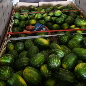 Trei pakistanezi ascunși într-un camion, printre pepeni, descoperiți la P.T.F. Calafat