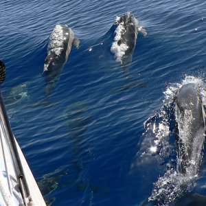 „Let your dreams set sail”, Sorin Drugan, navigatorul care la 62 de ani a traversat Atlanticul într-o barcă cu vele