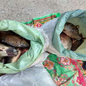 Dosar penal pentru un transport de peşte fără documente legale