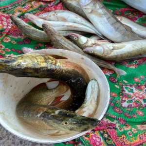 Dosar penal pentru un transport de peşte fără documente legale