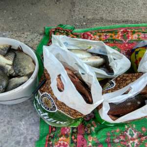 Dosar penal pentru un transport de peşte fără documente legale