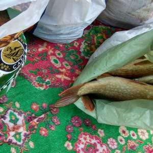 Dosar penal pentru un transport de peşte fără documente legale