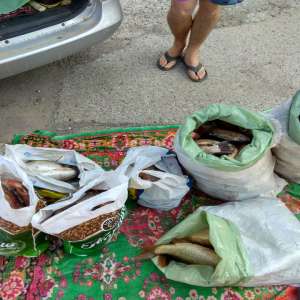 Dosar penal pentru un transport de peşte fără documente legale