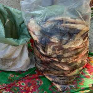 Dosar penal pentru un transport de peşte fără documente legale