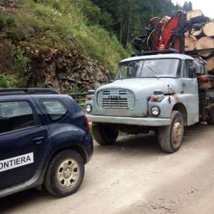 Peste 17  mc de molid transportaţi fără documente legale,  confiscaţi de polițiștii de frontieră