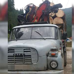 Peste 17  mc de molid transportaţi fără documente legale,  confiscaţi de polițiștii de frontieră