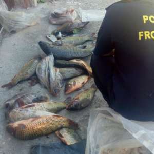 Peşte transportat fără documente legale, confiscat de poliţiştii de frontieră mehedinţeni