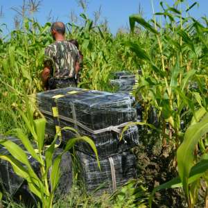 20.000 de pachete cu ţigări de contrabandă confiscate de poliţiştii de frontieră   