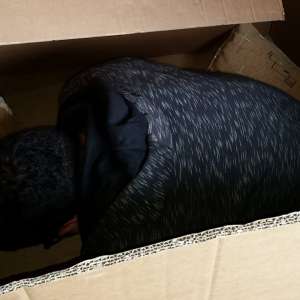 19 cetățeni străini intenţionau să iasă ilegal din România, ascunși în interiorul unui autovehicul