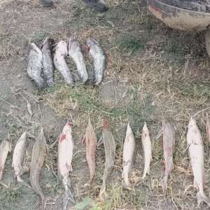 Sturion fără documente legale descoperit de polițiștii de frontieră