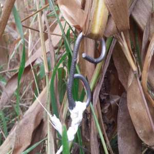 Contrabandă cu drona la frontiera de nord