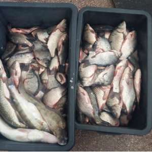 Peste 60 kg peşte fără documente legale, confiscate de polițiștii de frontieră