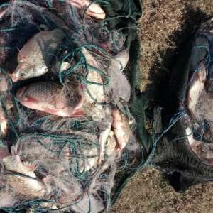 Peste 50 kg peşte fără documente legale şi plase monofilament,  confiscate de poliţiştii de frontieră tulceni