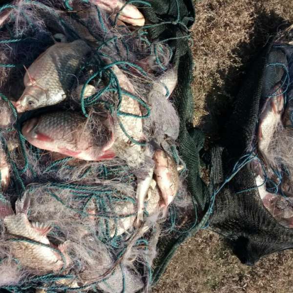Peste 50 kg peşte fără documente legale şi plase monofilament, confiscate de poliţiştii de frontieră tulceni