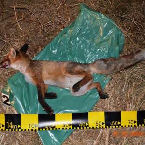 Trei braconieri depistaţi în zona de responsabilitate