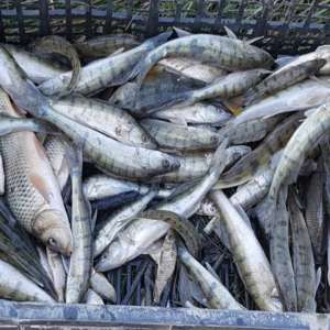 Doi vasluieni s-au ales cu dosar penal pentru braconaj piscicol