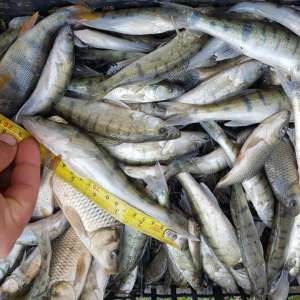 Doi vasluieni s-au ales cu dosar penal pentru braconaj piscicol